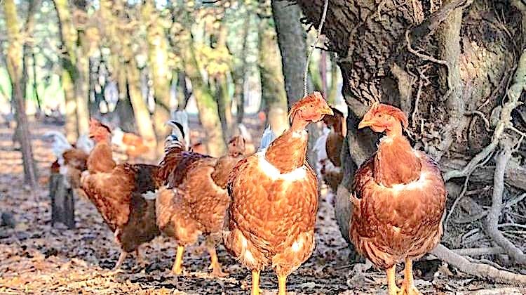POULETS DU QUOTIDIEN - Lur Berri accélère le développement de sa filière